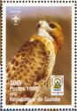Brown Falcon (Falco berigora)